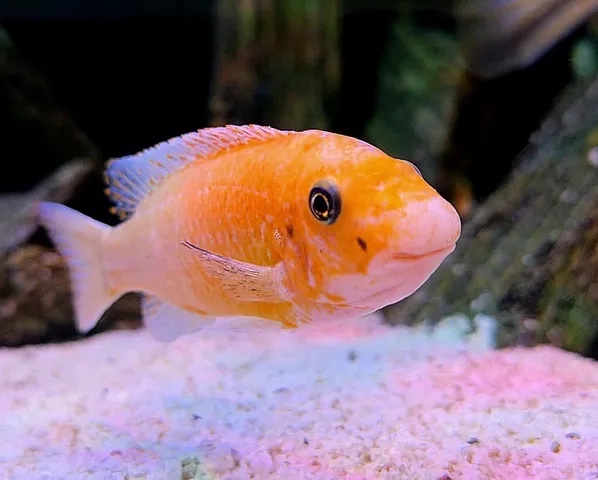 Labeotropheus trewavasae 'Chilumba'